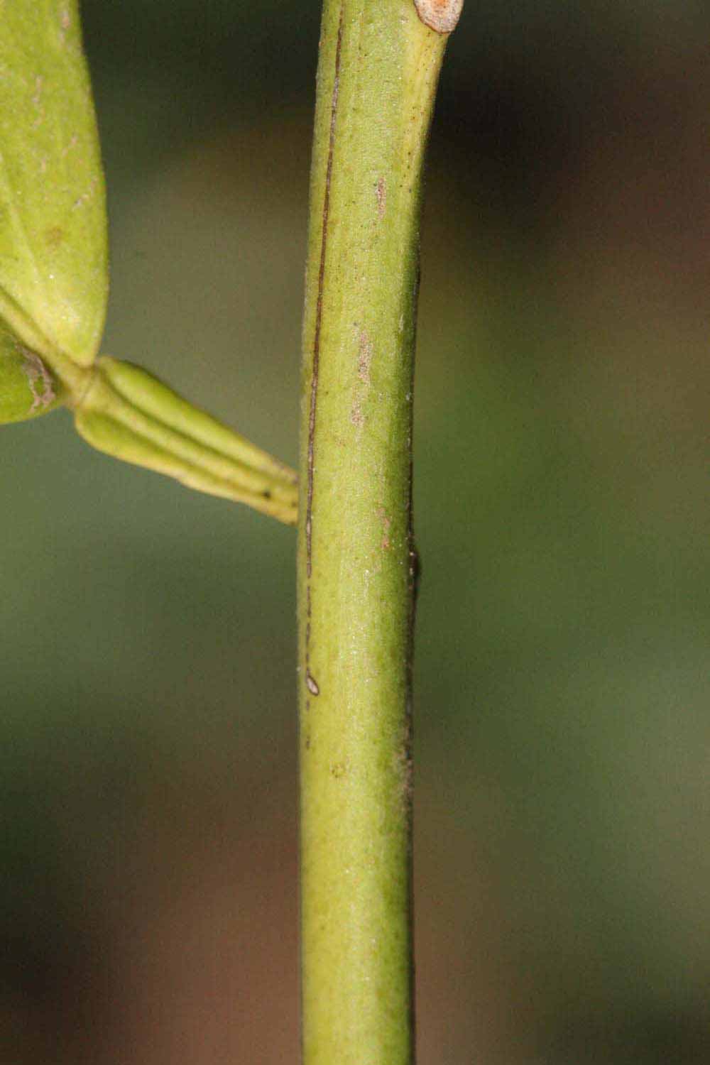              First year twig (Riverside, CA)       